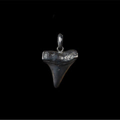 DARK SHARK TOOTH