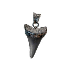 G.W. SHARK TOOTH (BLACK)